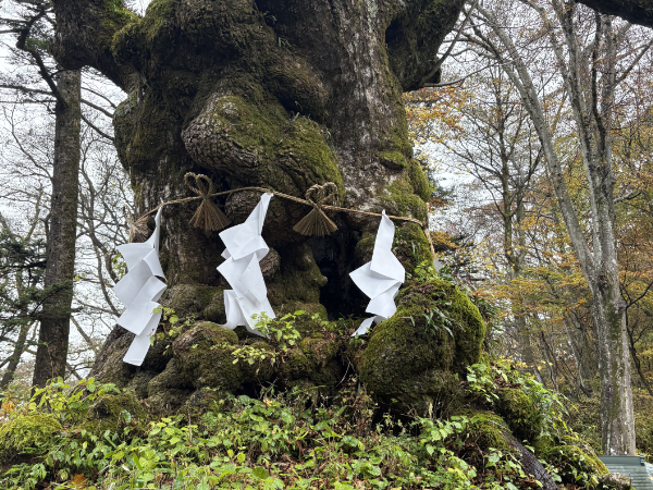熊野皇大神社の御神木